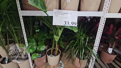 Assorted Tropicals in Deco Pot, 4.3 Gallon/16.3L