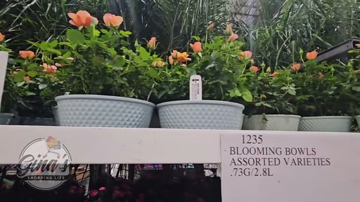 Blooming Bowls Assorted Varieties .73G/2.8L